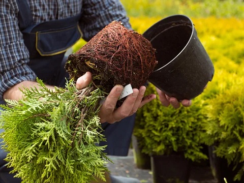 Flower Bed Planting